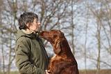 SETTER IRLANDAIS 348
